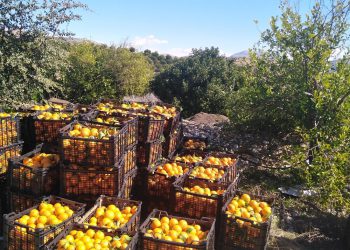 آغاز برداشت مرکبات از باغات قصرشیرین