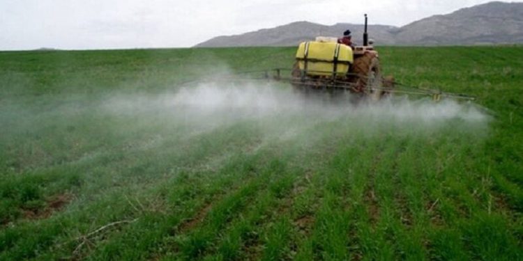 مبارزه با آفت پوره سن در گندمزارهای مهاباد آغاز شد