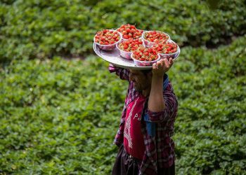 ۳۰ درصد اشتغال استان کردستان در بخش کشاورزی است