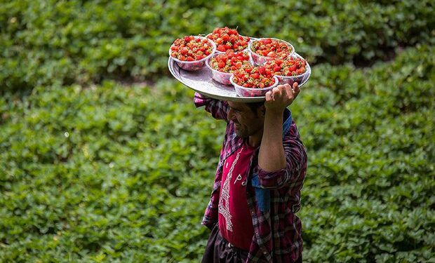 ۳۰ درصد اشتغال استان کردستان در بخش کشاورزی است