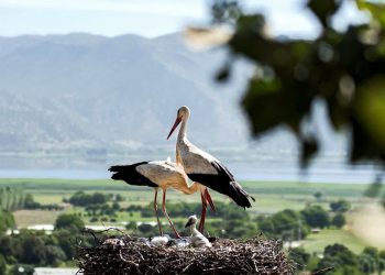 زیستگاه لک لک های مریوان ثبت ملی شد