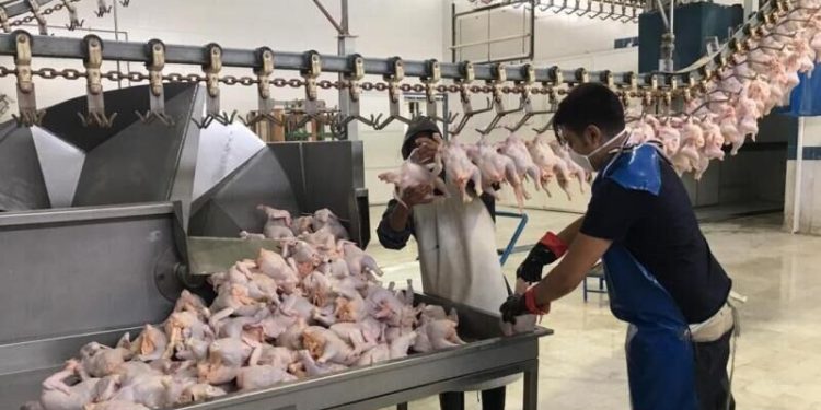 کرمانشاه میتواند مرغ مورد نیاز اقلیم کردستان عراق را تامین کند