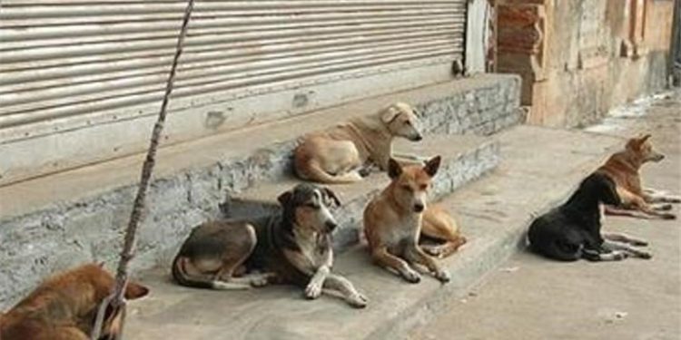 تبعات سنگین غذادهی به سگ‌های ولگرد