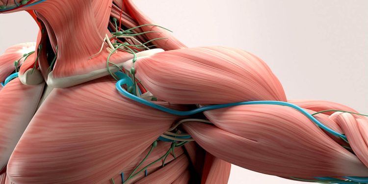 شناسایی مولکولی برای چربیسوزی بدون از دست دادن عضله