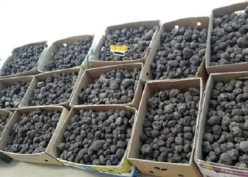 ۹ میلیارد و ۵۰۰ میلیون ریال جزای نقدی برای قاچاقچی قارچ در کردستان