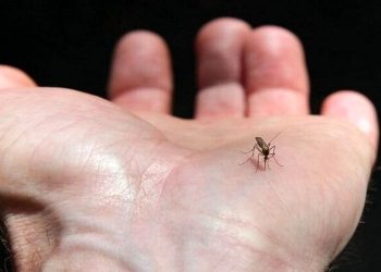 ثبت بیش از ۱۱۰۹ مورد تب دنگی در کشور