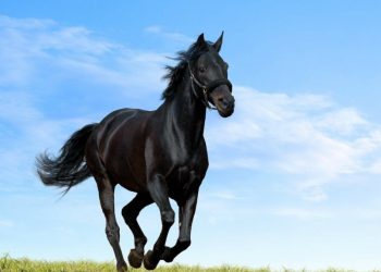 کسب سه مدال توسط سوارکاران ایرانی