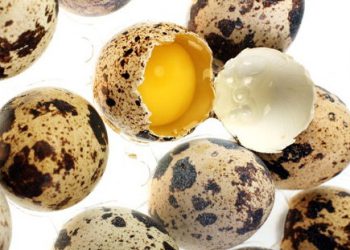 خواص شگفت انگیز تخم بلدرچین برای کودکان