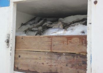 توقيف محموله ماهی قزل آلا قاچاق در پاوه