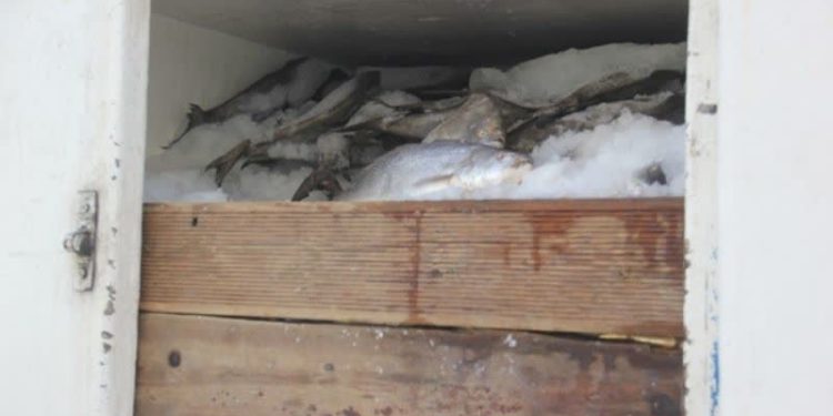 توقيف محموله ماهی قزل آلا قاچاق در پاوه