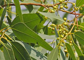 درخت اکالیپتوس را بشناسید