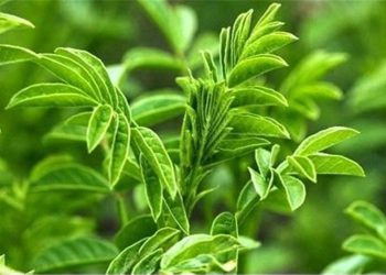 شیرین‌بیان و خواص بی نظیر آن