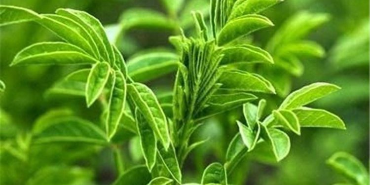 شیرینبیان و خواص بی نظیر آن