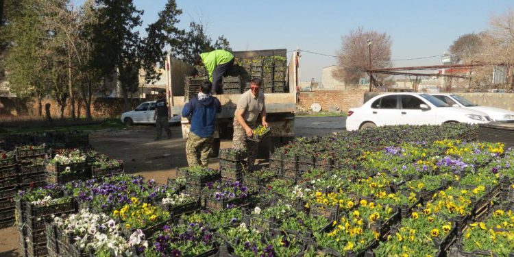 توزیع ۵۸ هزار جعبه نشا گل فصلی در سطح شهر