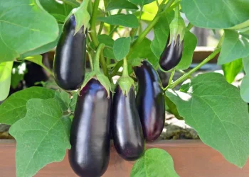 تولید گوجه‌فرنگی و بادمجان غول پیکر با اصلاح ژنتیکی