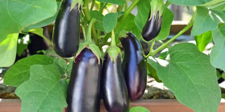 تولید گوجهفرنگی و بادمجان غول پیکر با اصلاح ژنتیکی