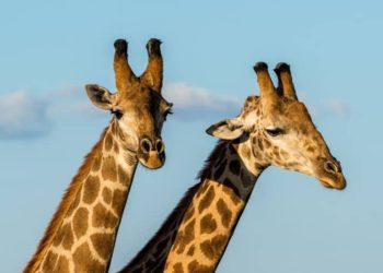 آیا با افزایش اندازه بدن گونه‌های جانوری، نرخ سرطان افزایش می یابد؟