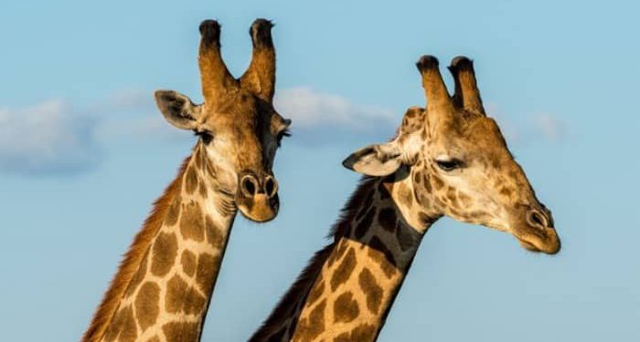 آیا با افزایش اندازه بدن گونههای جانوری، نرخ سرطان افزایش می یابد؟