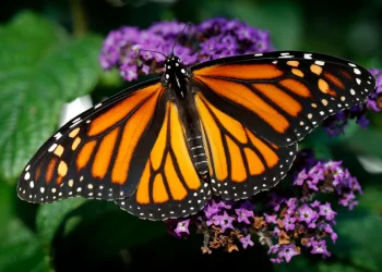 نابودی تدریجی پروانه‌ها؛ بحرانی برای طبیعت