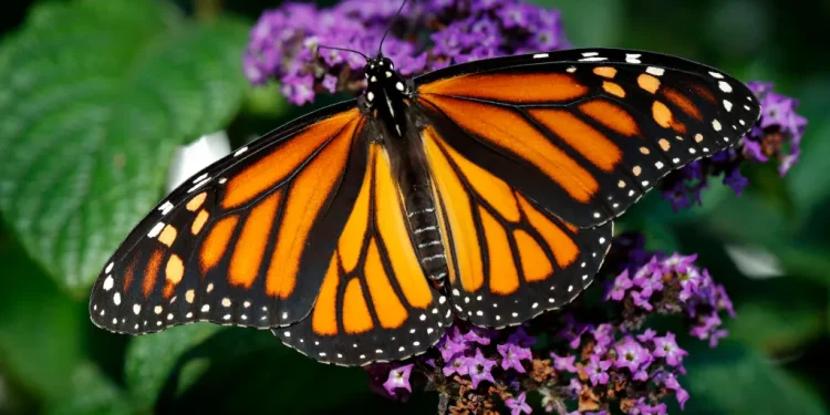 نابودی تدریجی پروانهها؛ بحرانی برای طبیعت