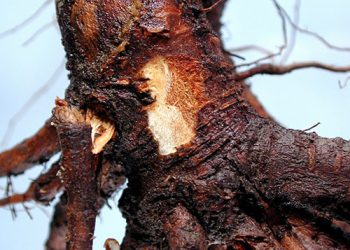 قطع درختان آلوده برای حفظ فضای سبز کرمانشاه