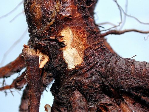 قطع درختان آلوده برای حفظ فضای سبز کرمانشاه