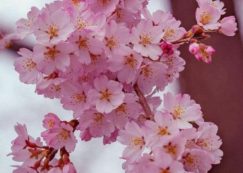 نوروز، نماد رویش مجدد و تاب‌آوری است