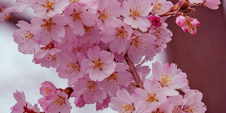 نوروز، نماد رویش مجدد و تاب‌آوری است