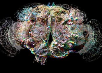 درک ساختار مغز می‌تواند به پیشرفت هوش مصنوعی، از جمله رابط‌های ماشین و مغز، کمک کند