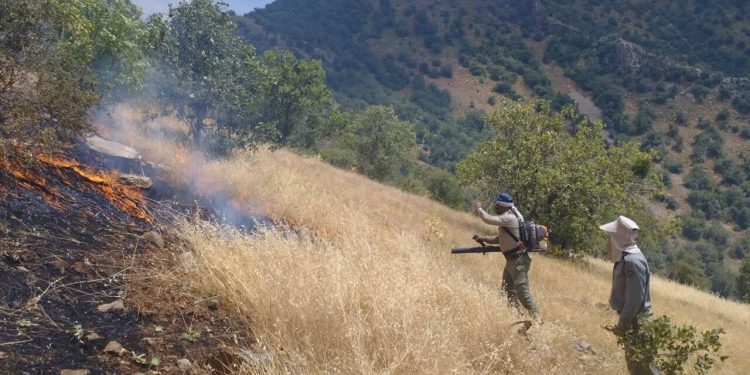 دامداران غیر مجاز نمیتوانند از مراتع استفاده کنند/ ۶۳ هزار دامدار شناسنامه دار در استان کرمانشاه