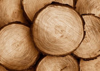 ابداع چوبی به قدرتمندی فولاد