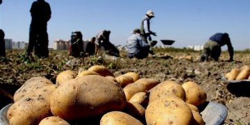 ٤٦٦ لۆری پەتاتە لە سنوورەکانی کوردستانەوە هەناردە کراوە