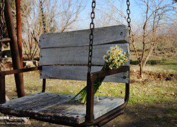 گەورەترین نێرگسە جاڕی ئێران