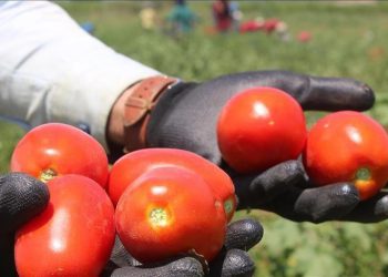 تەماتەی عێراق هەناردەی سعوودیە دەکرێت