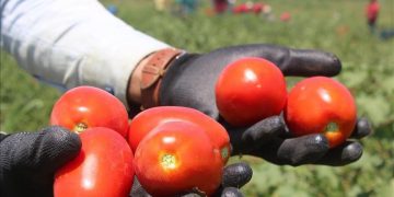 تەماتەی عێراق هەناردەی سعوودیە دەکرێت