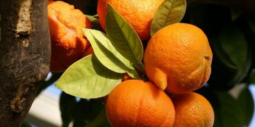 نارنج و کۆمەڵە سوودێکی تەندرووستی