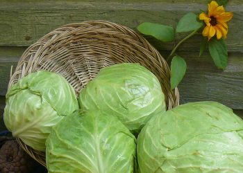 شەربەتی کەلەرم جەستە لە ژەهر پاک دەکاتەوە