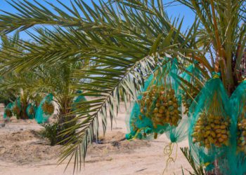 عێراق پلەی چوارەمی وەبەرهێنانی خورمای جیهانی هەیە