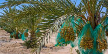 عێراق پلەی چوارەمی وەبەرهێنانی خورمای جیهانی هەیە