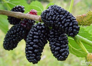 خواردنی توو چ سوودێکی بۆ جەستە هەیە؟