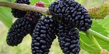 خواردنی توو چ سوودێکی بۆ جەستە هەیە؟