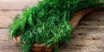 چی لە سەر خواردنی شوویت دەزانیت؟