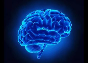 چەندین خواردن کە زیان بە تەندرووستی مێشک دەگەێنن