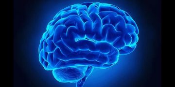 چەندین خواردن کە زیان بە تەندرووستی مێشک دەگەێنن