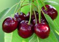 گرنگترین سوودەکانی خواردنی گێلاس