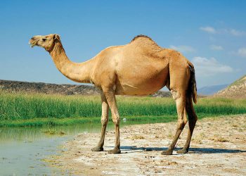 لە سەر خواردنی گۆشتی حوشتر ئەم زانیارییە گرنگانە بزانە