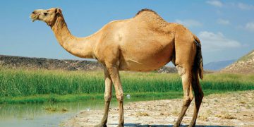 لە سەر خواردنی گۆشتی حوشتر ئەم زانیارییە گرنگانە بزانە