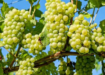 ترێ بخۆن، سوودی تەندرووستی زۆری هەیە