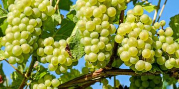 ترێ بخۆن، سوودی تەندرووستی زۆری هەیە