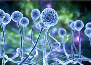 کێن ئەوانەی تووشی کەروی ڕەش دەبن؟